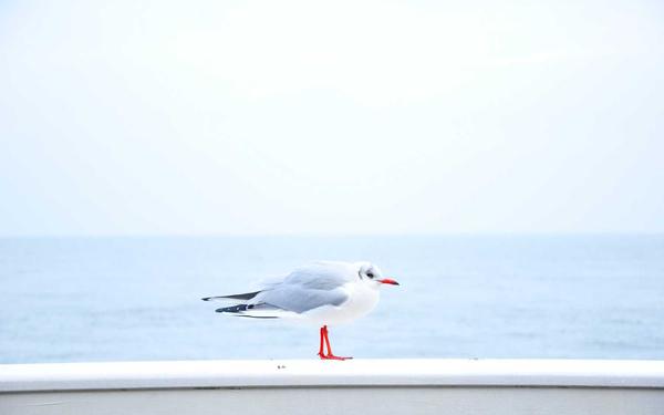 麻将规则详解